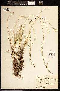 Carex brevior image