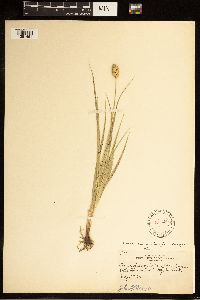 Carex brevior image
