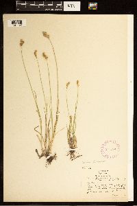Carex brevior image