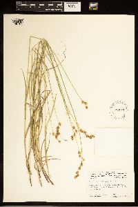 Carex brevior image