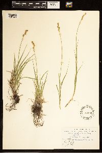 Carex brevior image