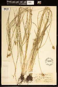 Carex brevior image