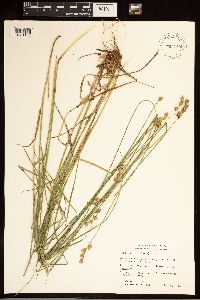 Carex brevior image