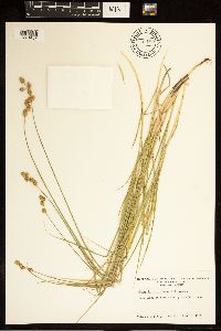 Carex brevior image