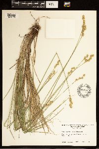 Carex brevior image