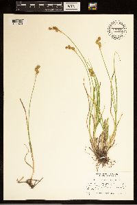Carex brevior image