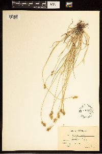 Carex brevior image