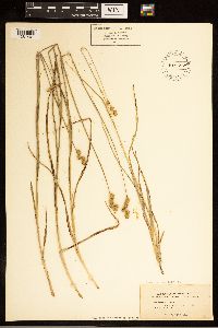 Carex brevior image