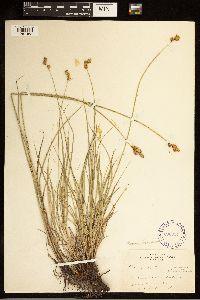 Carex brevior image