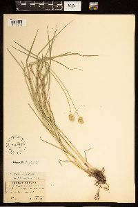 Carex brevior image