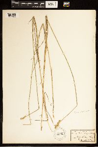 Carex brevior image