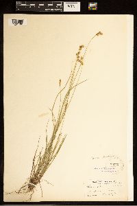 Carex brevior image