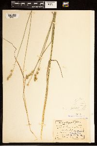Carex brevior image