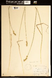 Carex brevior image