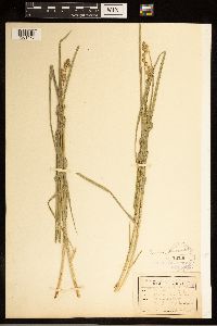 Carex brevior image