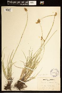 Carex brevior image