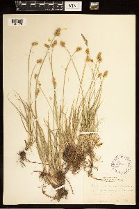 Carex brevior image