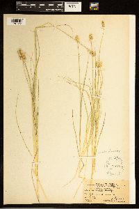 Carex brevior image