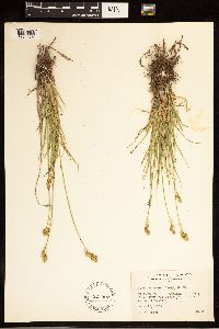 Carex brevior image