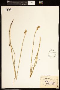 Carex brevior image