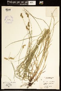 Carex brevior image