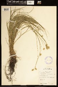 Carex brevior image