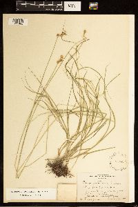 Carex brevior image