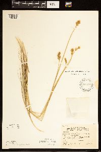 Carex brevior image