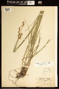 Carex brevior image