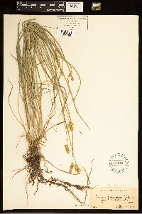 Carex brevior image