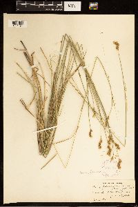 Carex brevior image