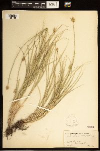 Carex brevior image