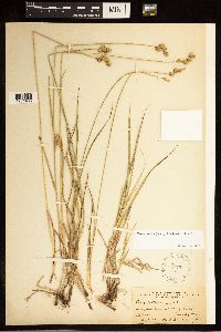 Carex brevior image