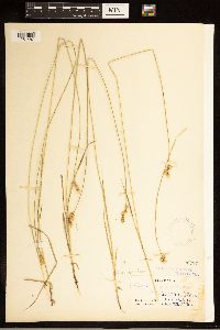 Carex brevior image