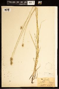 Carex brevior image