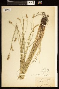 Carex brevior image