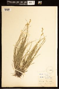 Carex brevior image
