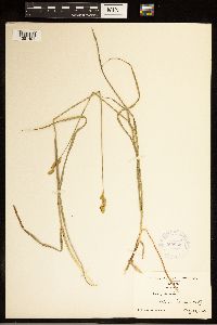 Carex brevior image
