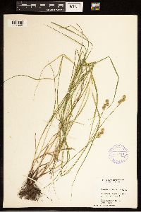 Carex brevior image