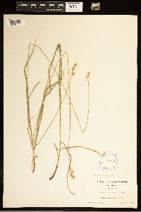 Carex brevior image