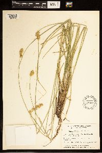 Carex brevior image