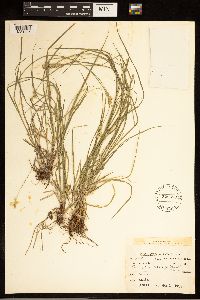 Carex brevior image