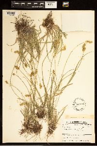 Carex brevior image