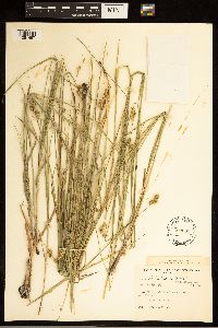 Carex brevior image