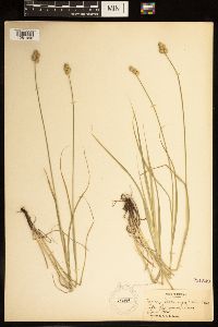 Carex brevior image