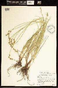 Carex brevior image