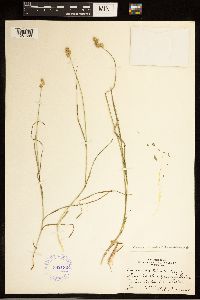 Carex brevior image