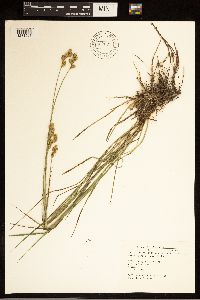 Carex brevior image