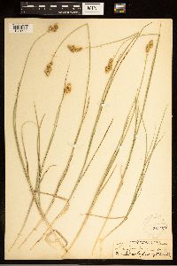 Carex brevior image
