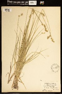 Carex brevior image
